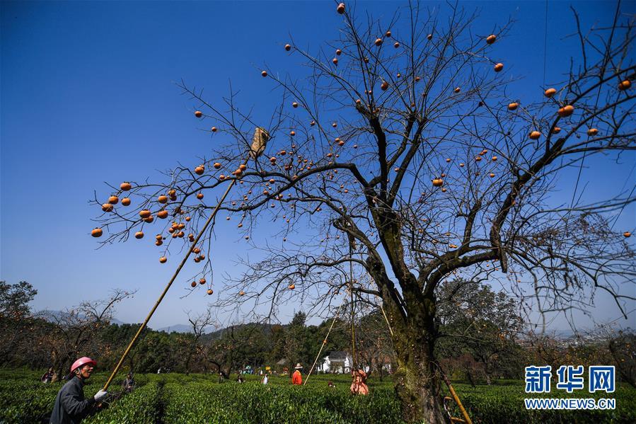 美丽乡村开启金秋柿子节