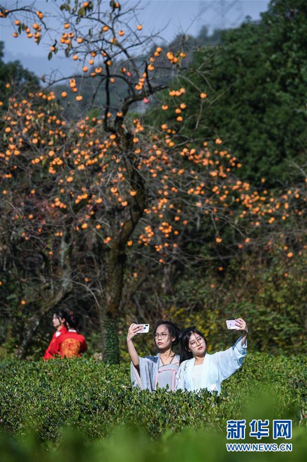 10月23日,游客在梅里自然村观赏硕果累累的柿子林,拍照留影.