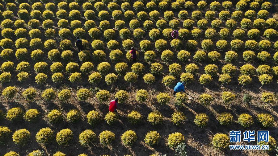 苗泛亚电竞木种植助增收(图1)