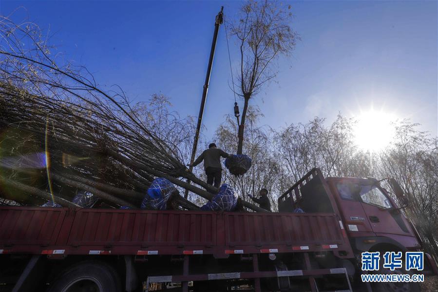 苗泛亚电竞木种植助增收(图2)