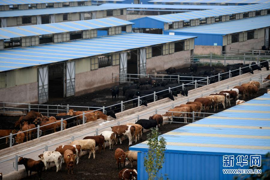这是2018年8月17日拍摄的宁夏银川市永宁县闽宁镇原隆村肉牛托管养殖