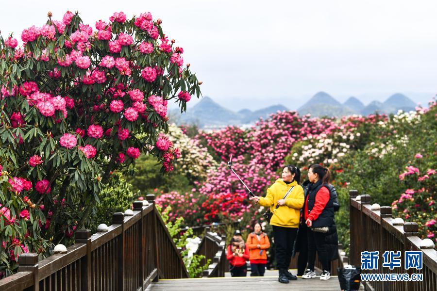 百里杜鹃花开成海