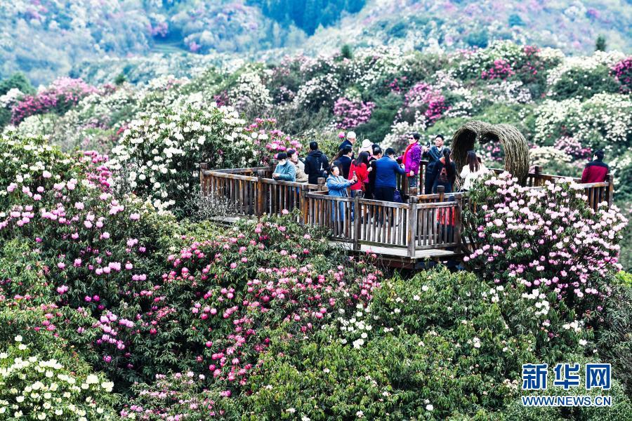 3月21日,游客在贵州百里杜鹃管理区普底景区观花赏景.