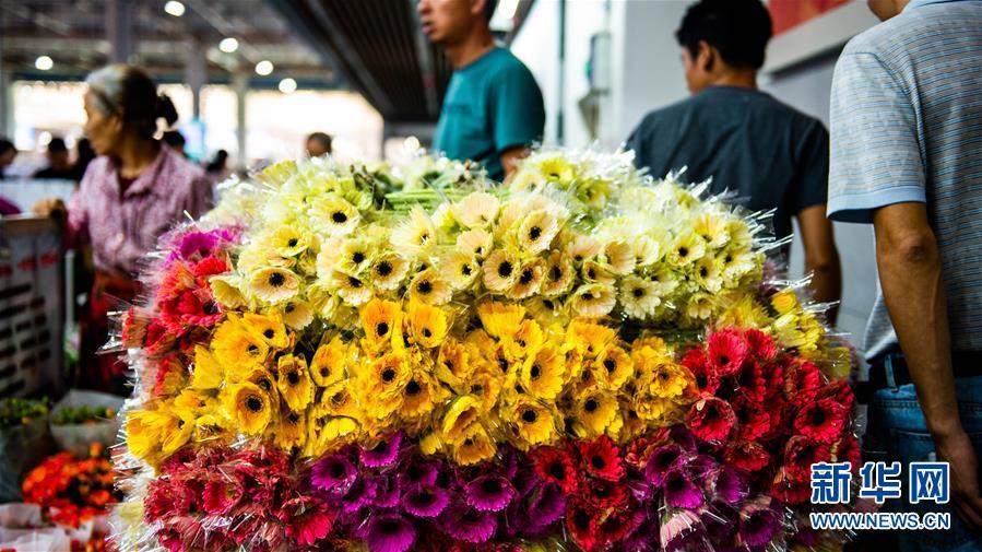 人民日报头版聚焦云南昆明花卉特色小镇：花越卖越好，生活也越来越好经济云南频道云南网 7481