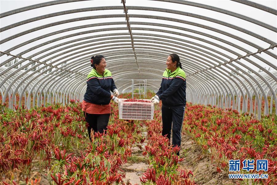 新疆英吉沙:辣椒豐收採摘忙_時圖_圖片頻道_雲南網