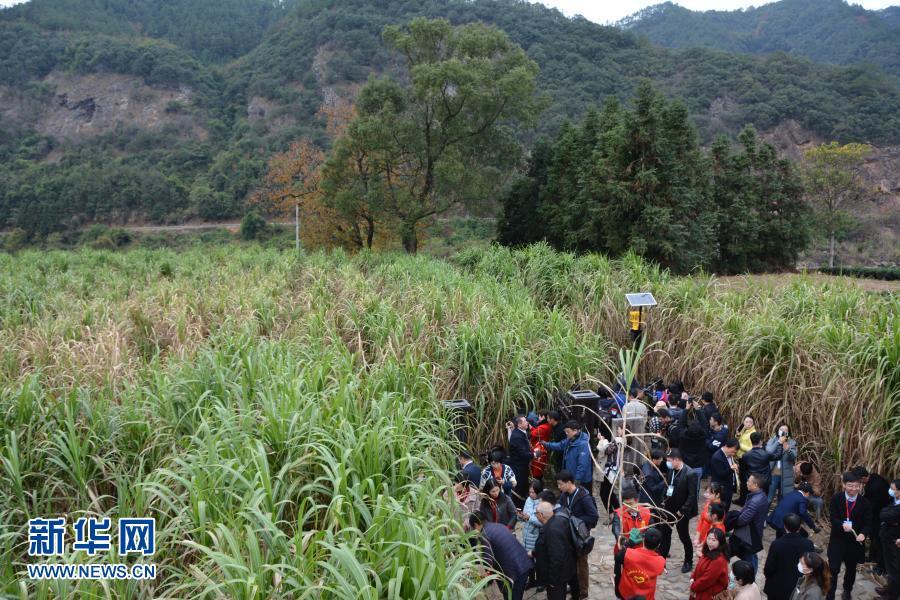 福建松溪"百年蔗"开镰