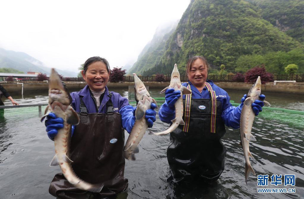 冷水鱼富农家