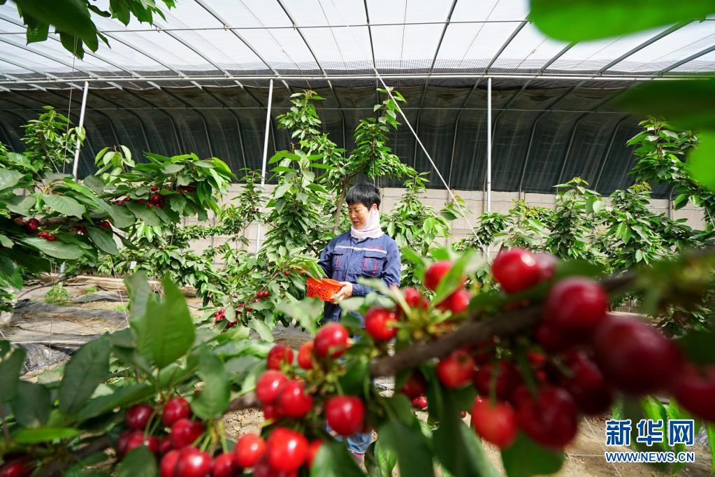 河北灤州大棚櫻桃搶鮮上市